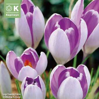 Crocus vernus 'Vanguard'