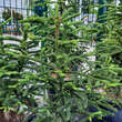 Abies procera 'Rattail': Bild 2/2