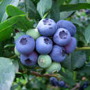 Vaccinium corymbosum 'Duke' - Gartenheidelbeere