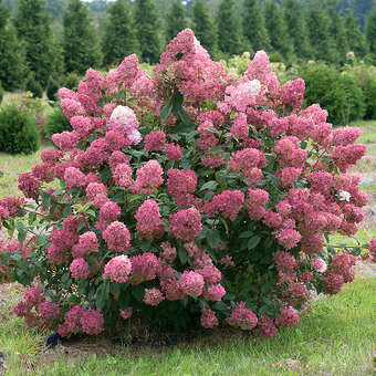 Hydrangea paniculata 'Fire Light'