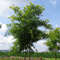 Pagoden-Schnurbaum