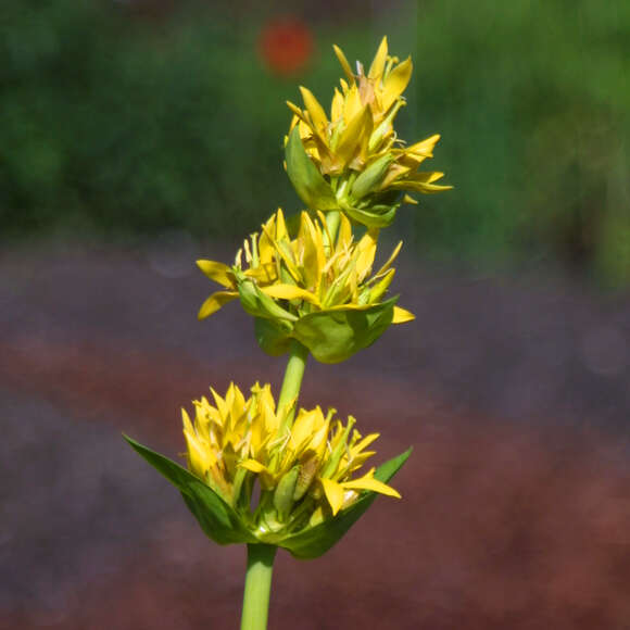 Gentiana lutea: Bild 1/4 Gentiana lutea: Bild 1/4