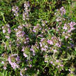 Thymus praecox 'Lasseer Weingarten': Bild 3/6
