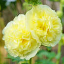 Alcea rosea 'Pleniflora gelb' - Malve, Stockrose