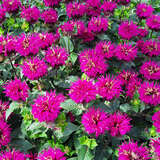 Monarda 'Melua Violett' - Indianernessel