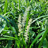 Liriope muscari 'Monroe White' - Glöckchentraube