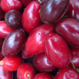 Cornus mas 'Schumener' - Frucht-Dirndlstrauch