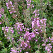 Thymus praecox 'Lasseer Weingarten': Bild 2/6