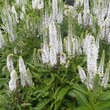 Veronica spicata 'Snow Candles': Bild 3/3