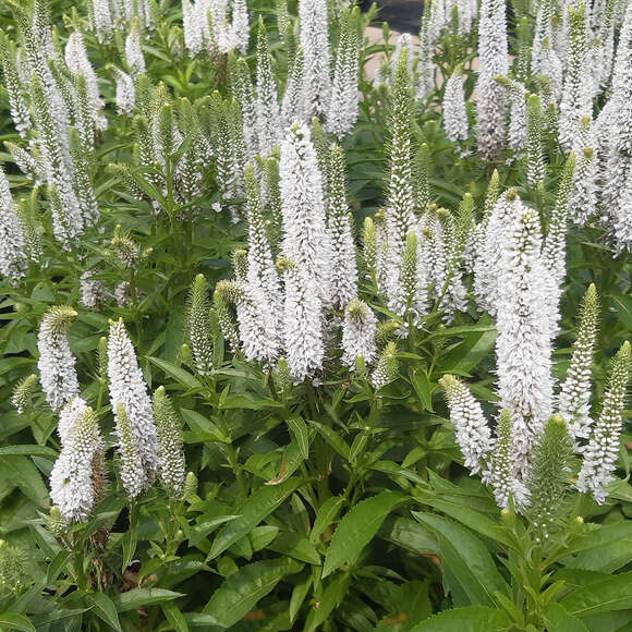 Veronica spicata 'Snow Candles': Bild 3/3 Veronica spicata 'Snow Candles': Bild 3/3
