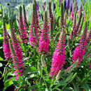 Veronica spicata 'Bubblegum Candles' - Ehrenpreis