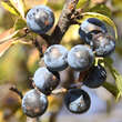 Prunus spinosa: Bild 1/7