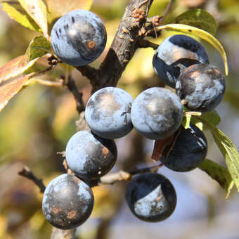 Prunus spinosa