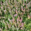 Thymus praecox 'Lasseer Weingarten': Bild 5/6
