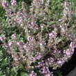 Thymus praecox 'Lasseer Weingarten': Bild 4/6