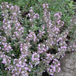 Thymus praecox 'Lasseer Weingarten': Bild 1/6