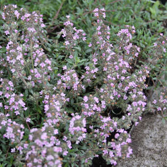 Thymus praecox 'Lasseer Weingarten'