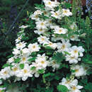 Waldrebe - Clematis 'Madame Le Coultre'