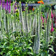 Veronica spicata 'Snow Candles': Bild 1/3