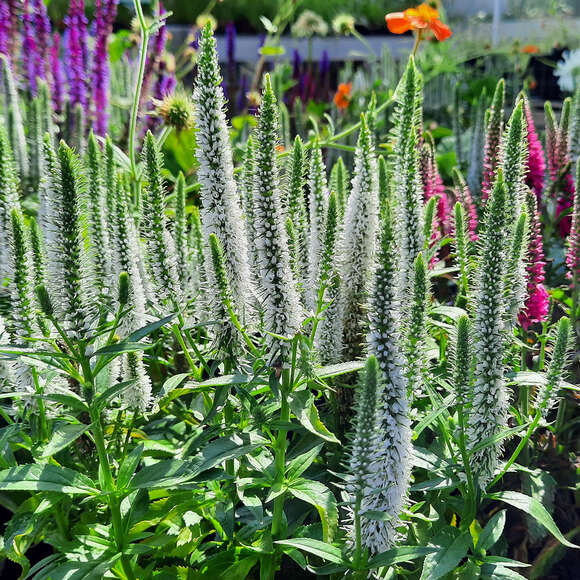 Veronica spicata 'Snow Candles': Bild 1/3 Veronica spicata 'Snow Candles': Bild 1/3