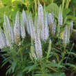 Veronica spicata 'Snow Candles': Bild 2/3