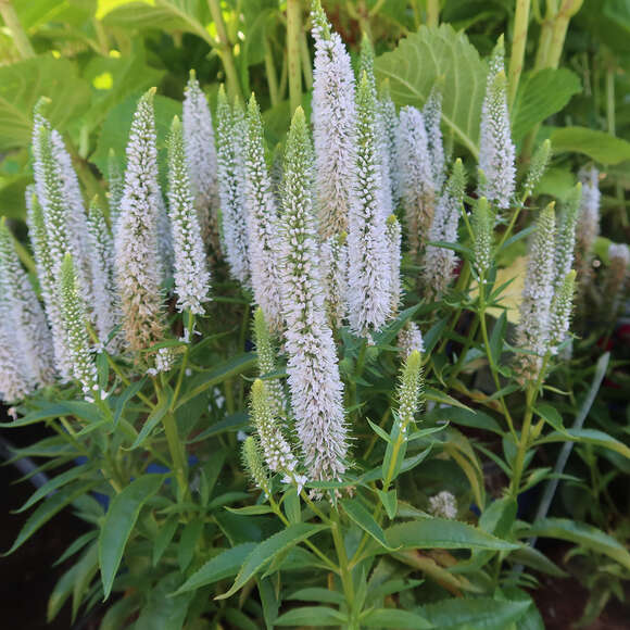 Veronica spicata 'Snow Candles': Bild 2/3 Veronica spicata 'Snow Candles': Bild 2/3