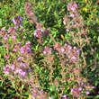Thymus praecox 'Lasseer Weingarten': Bild 6/6