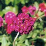 Primula denticulata 'Rubin' - Kugelprimel