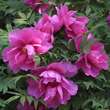 Paeonia suffruticosa rosa: Bild 1/7