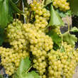 Vitis vinifera 'Lakemont': Bild 1/1