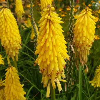 Kniphophia uvaria 'Poco Yellow'