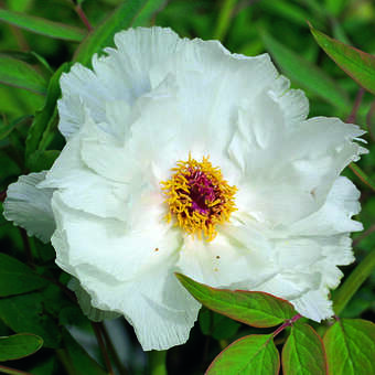 Paeonia suffruticosa weiß