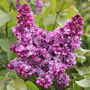 Syringa vulgaris 'Nadeshda' - Edelflieder - gefülltblühend