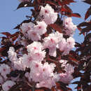 Japanische Blütenkirsche - Prunus serrulata 'Royal Burgundy'