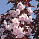 Prunus serrulata 'Royal Burgundy' - Japanische Blütenkirsche