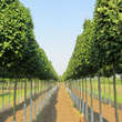 Carpinus betulus 'Columnaris': Bild 6/7