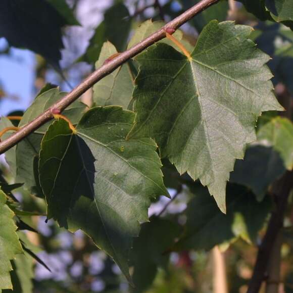 Tilia mongolica: Bild 1/1 Tilia mongolica: Bild 1/1