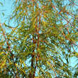 Acer saccharinum 'Born's Gracious': Bild 1/5