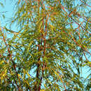 Acer saccharinum 'Born's Gracious' - Geschlitzter Silberahorn