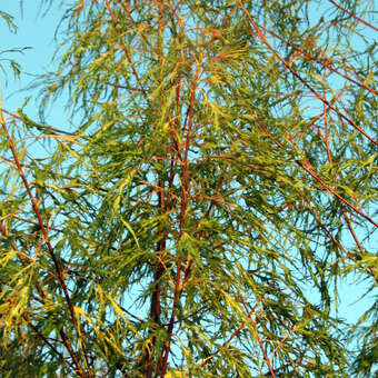 Geschlitzblättriger Silberahorn - Acer saccharinum 'Born's Gracious'