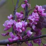 Cercis can. 'Forest Pansy' AKTION - Rotblättriger Judasbaum