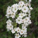 Pyrus nivalis 'Catalia' - Schneebirne