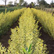 Ligustrum ovalifolium 'Aureum': Bild 1/2