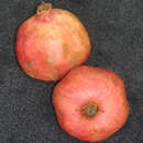 Punica granatum 'Frutto' - Granatapfel - Nicht winterhart