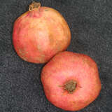 Punica granatum 'Frutto' Frucht - Granatapfel - Nicht winterhart