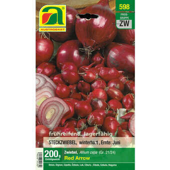 Allium cepa Red Arrow