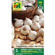 Allium sativum: Bild 1/2