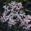 Sambucus nigra 'Black Beauty': Bild 1/4