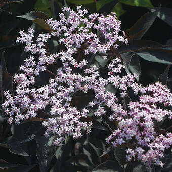 Sambucus nigra 'Black Beauty'