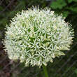 Allium nigrum: Bild 1/1